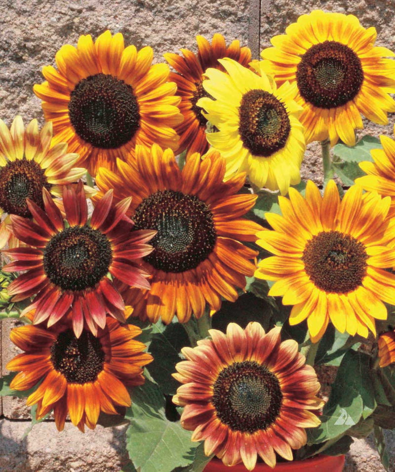 Sunflower Autumn Beauty - A489A