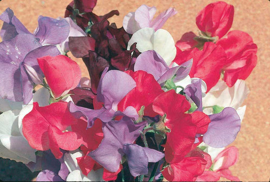 Sweet Peas Mammoth Series Crimson - A503A