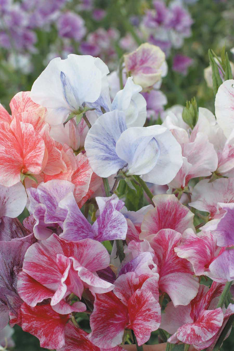Sweet Pea Streamers Mix - A535A