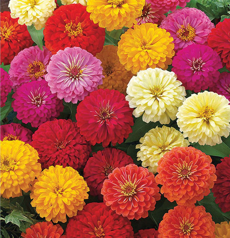 Zinnia Dwarf Zinnita Mix - A610A