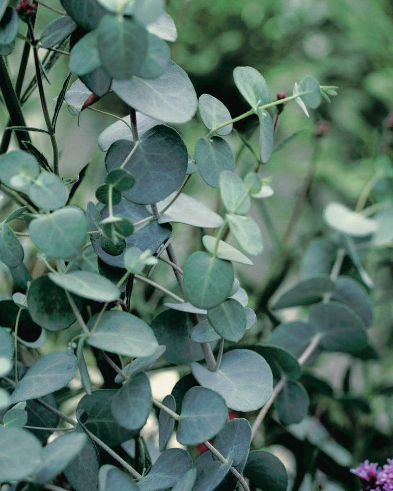Eucalyptus Silver Drop - B118A