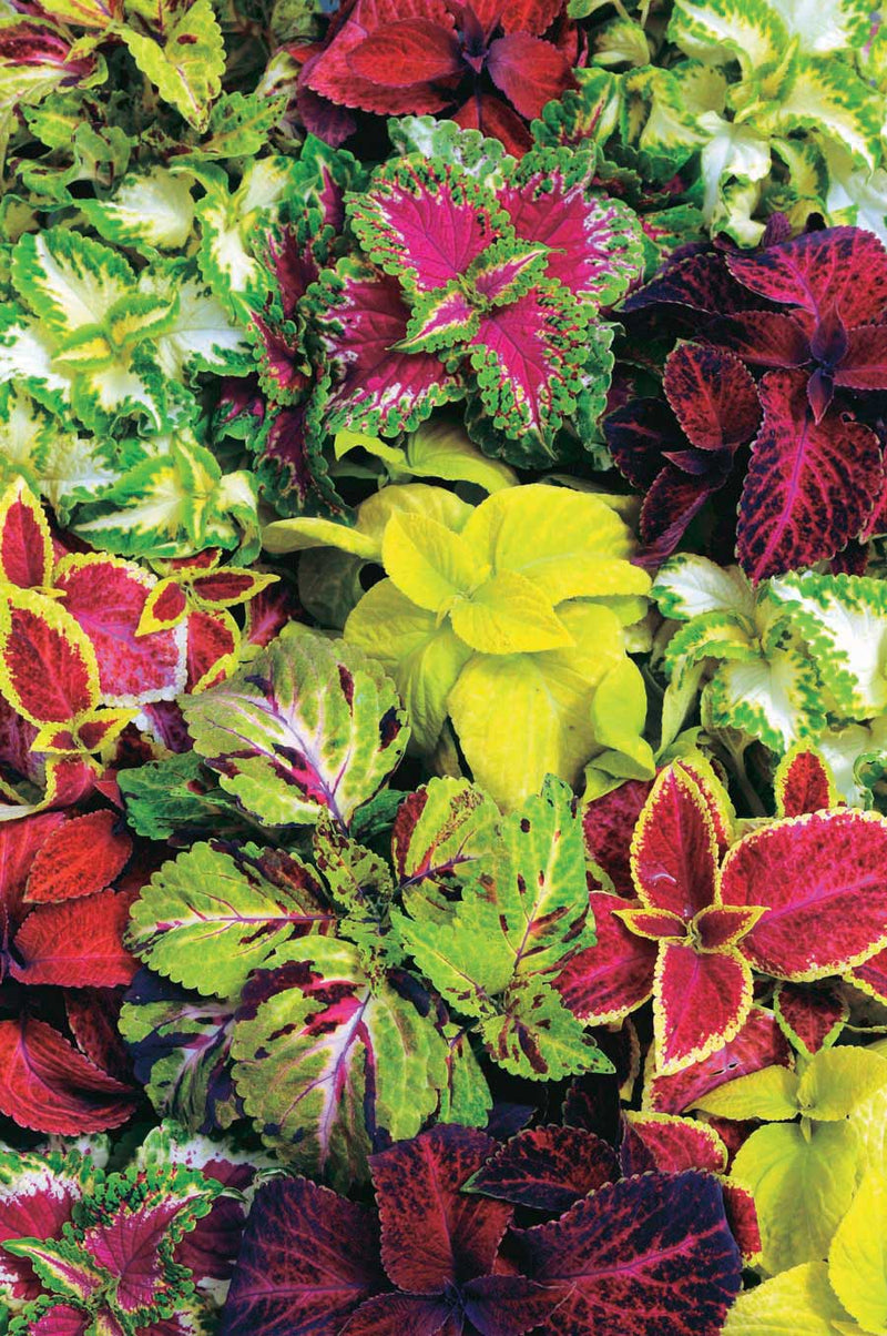 Coleus Wizard Mix - B120A