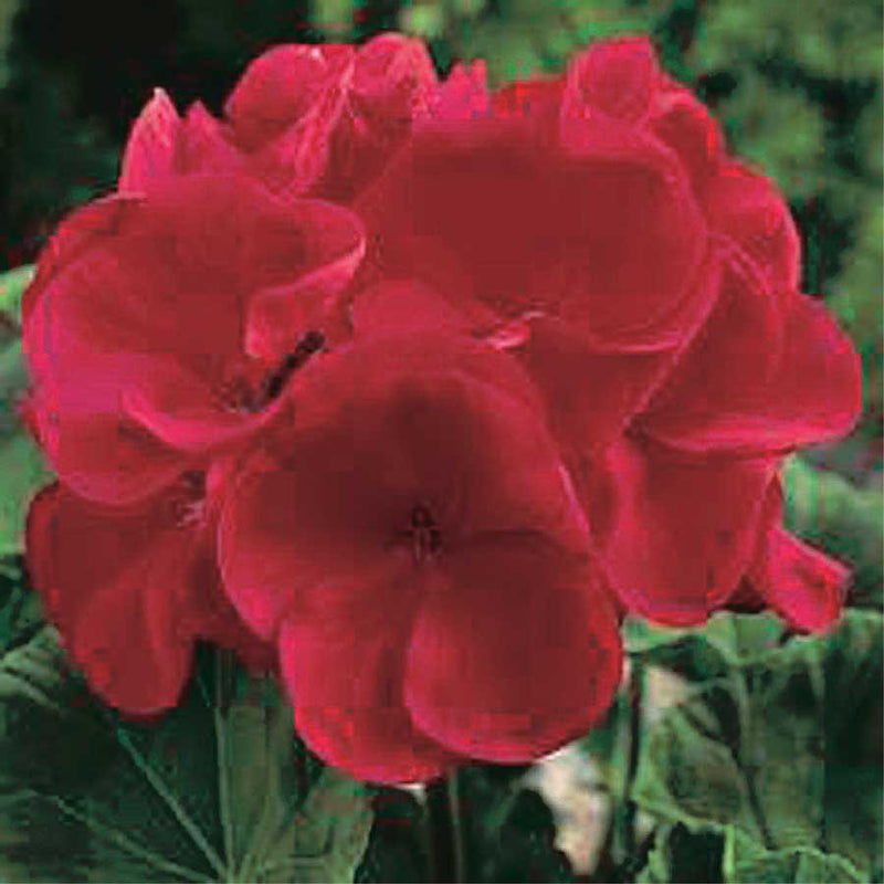 Geraniums New Maverick Series Red - B140A