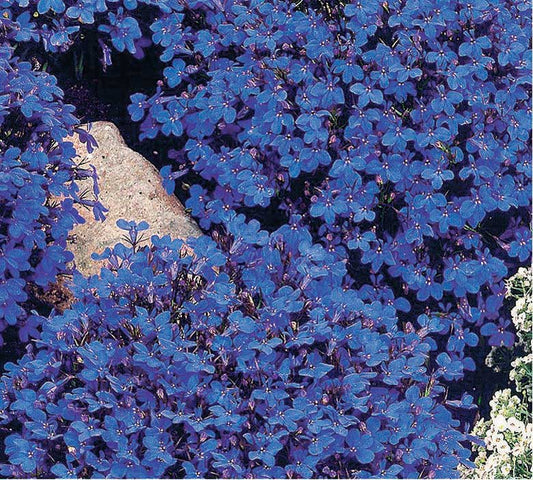 Lobelia Crystal Palace - B161A