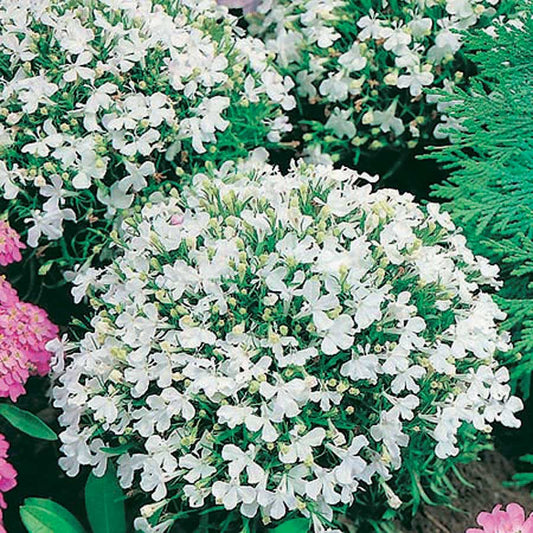Lobelia White Lady - B164A