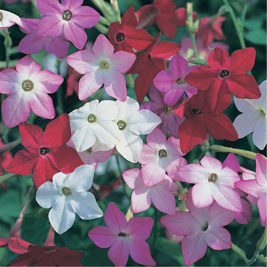 Nicotiana Perfume Mix - B166A