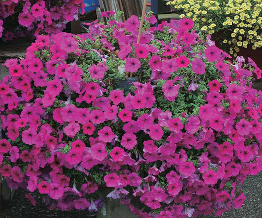 Petunia Tidal Wave Purple - B219A