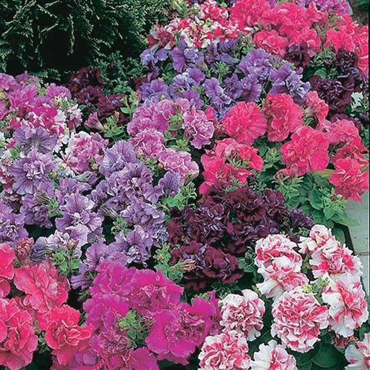 Petunia Grandiflora Double Glorious Mix - B225A