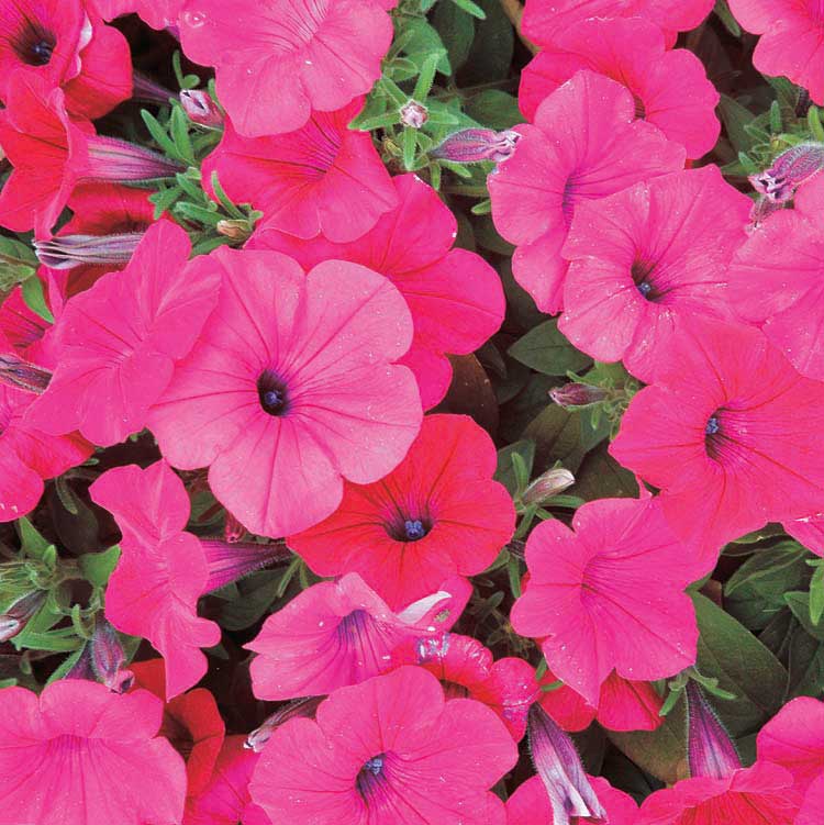 Petunia Tidal Wave Cherry - B227A