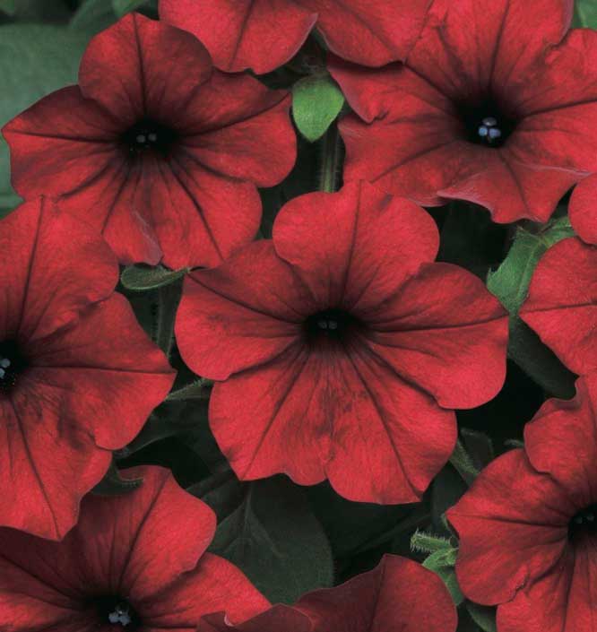 Petunias Tidal Wave Red Velour - B234A