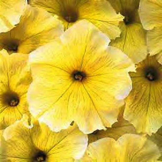Petunia Easy Wave Yellow - B237A