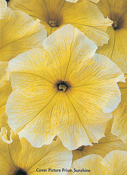 Petunia Grandiflora Prism Sunshine - B275A