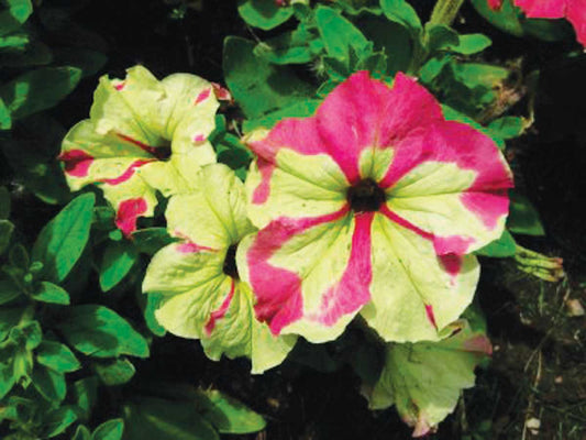 Petunia Lime Bicolour - B289A