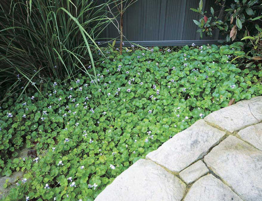 Dichondria Emerald Falls - B34A