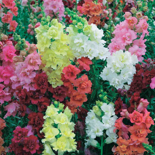 Snapdragons Madame Butterfly - B40A