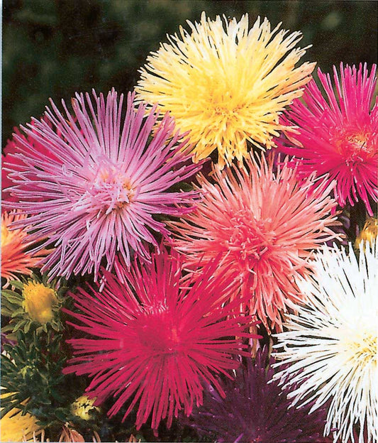 Aster Nova Needle - B48B