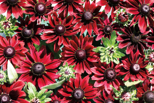 Cherry Brandy Rudbeckia - B64A